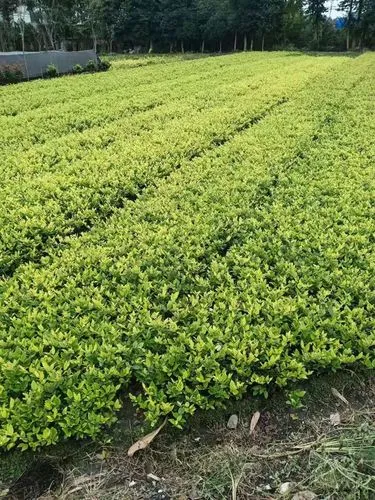 潮州园林绿化工程验收公示